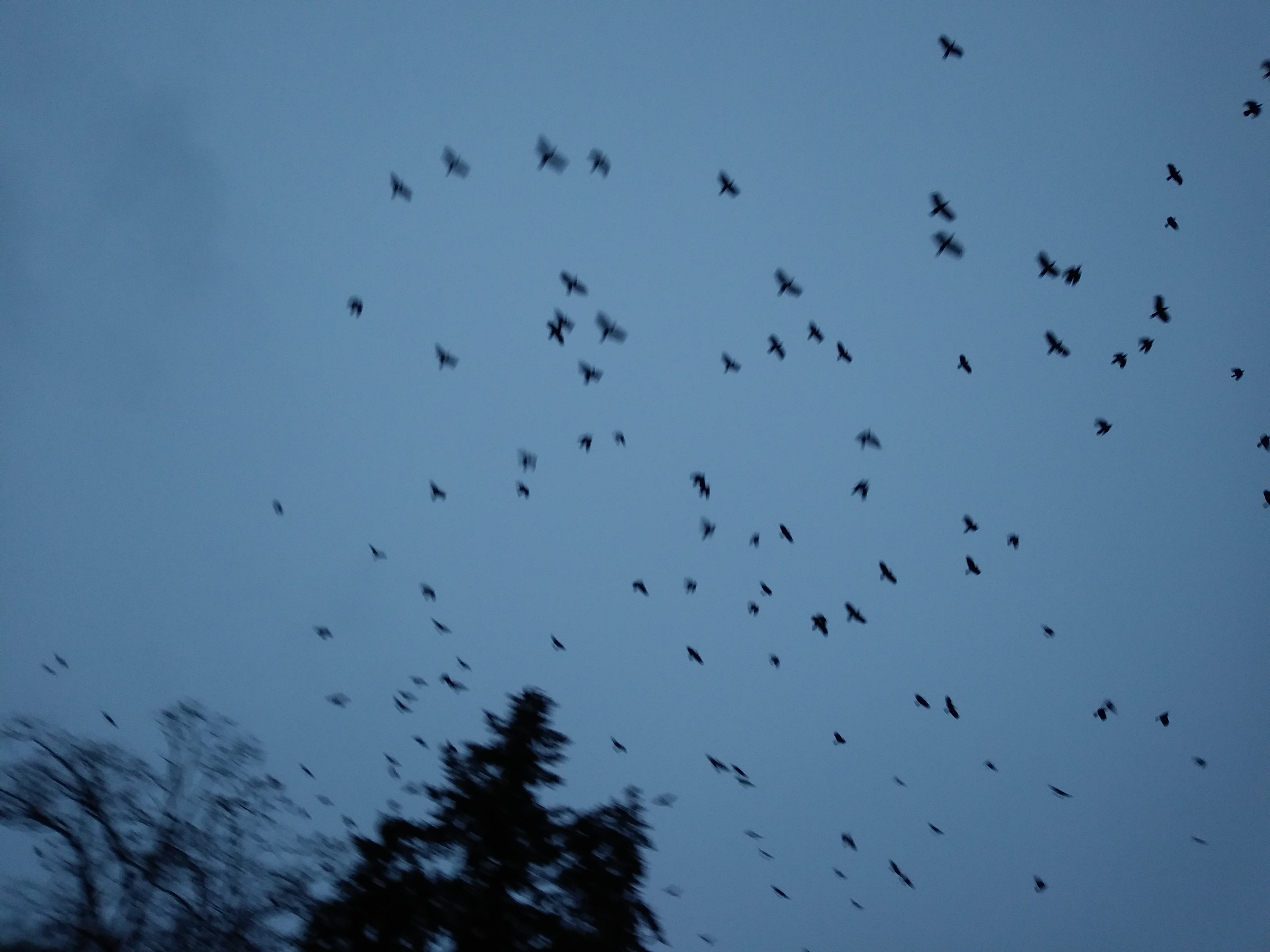 A Little Birdy Told Me