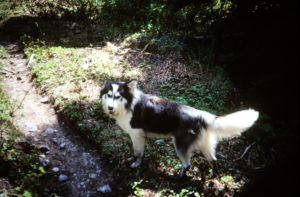 My dog Joss standing next to trail