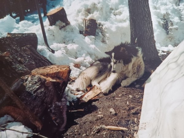 My dog Joss lying next to teepee and snow in Mogollan Rim, AZ